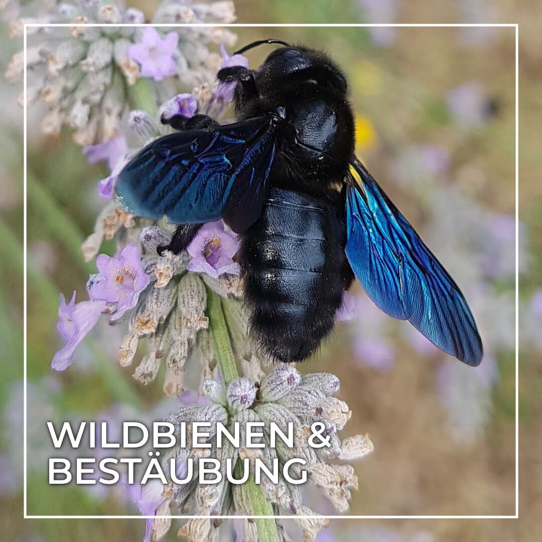 Wildbienen & Bestäubung