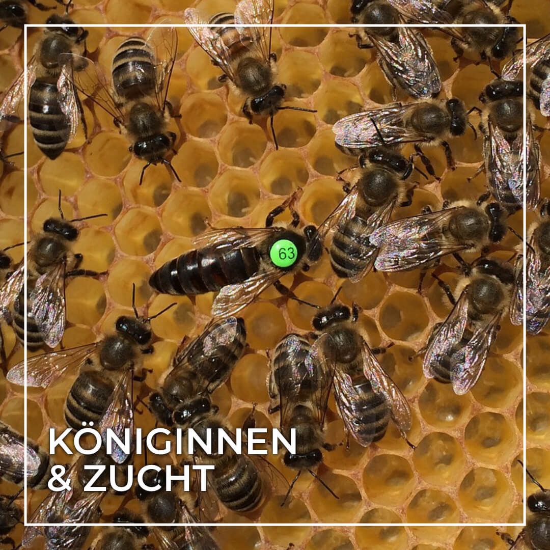 Königinnen & Zucht