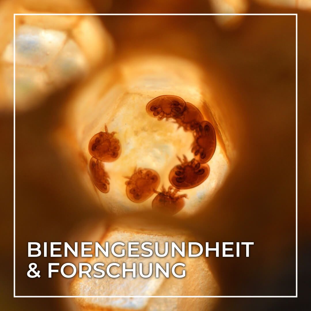 Bienengesundheit & Forschung